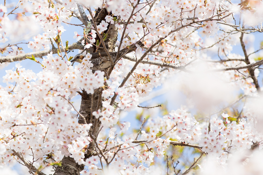 桜で隠れん坊…