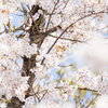 桜で隠れん坊…