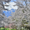 春の香り…