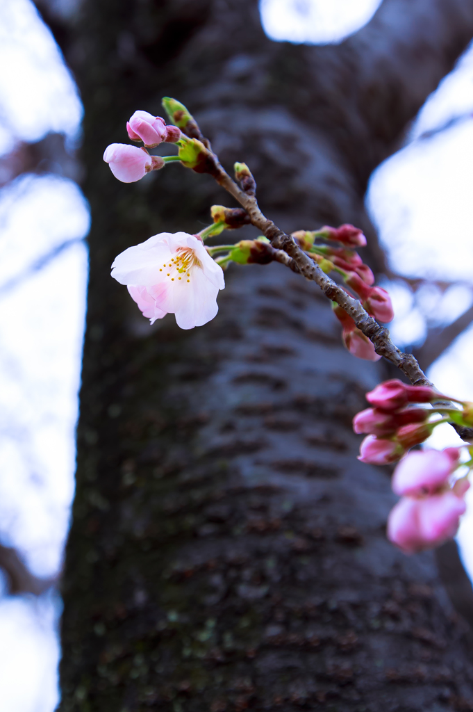 薄曇り開花…