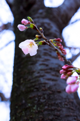 薄曇り開花…