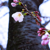 薄曇り開花…