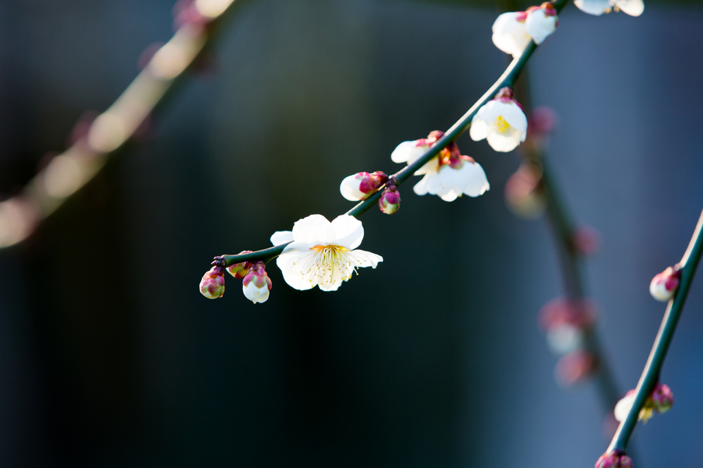 陰・陽…