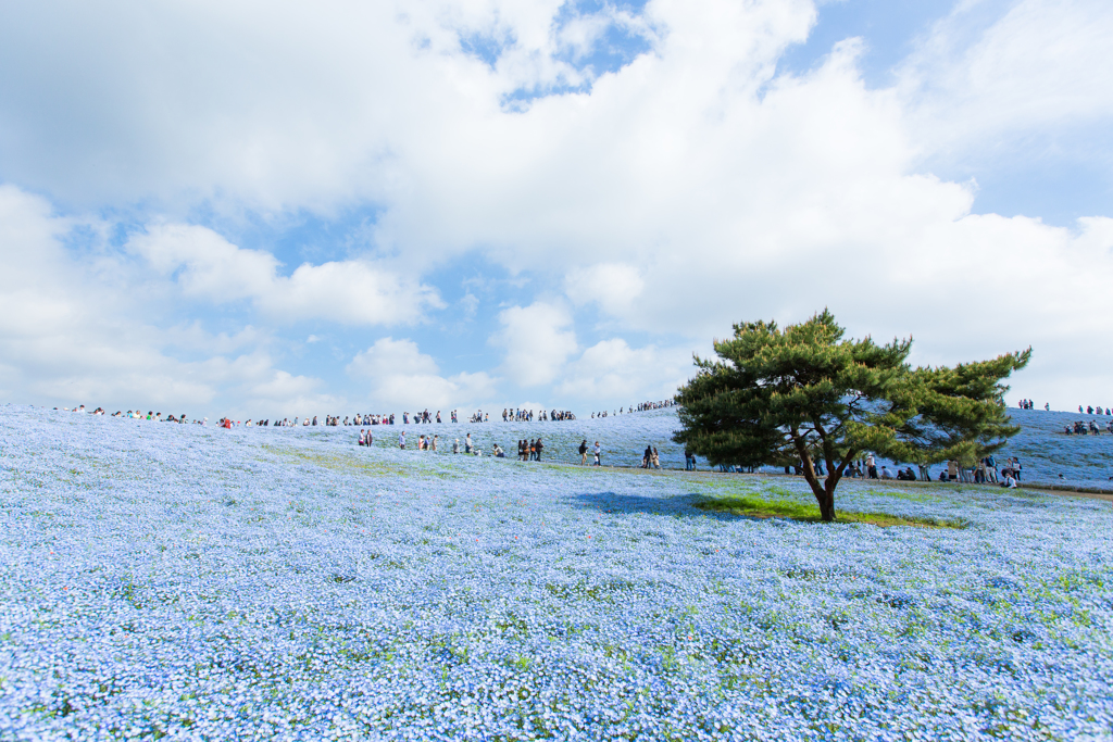 ソラと陸の境界…