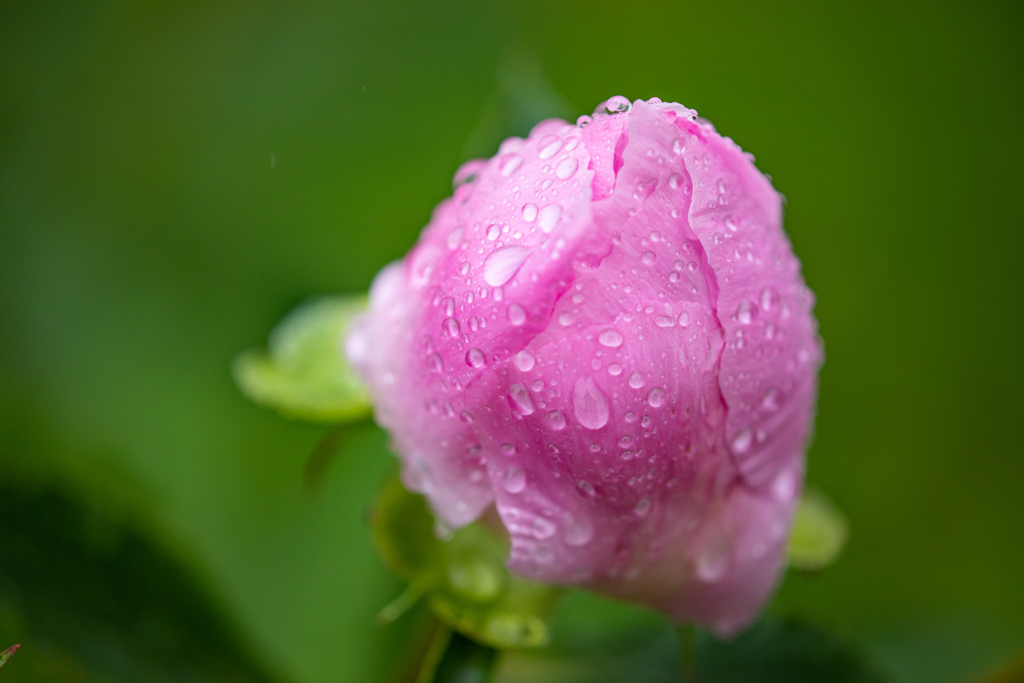 雨の日のシャクヤク