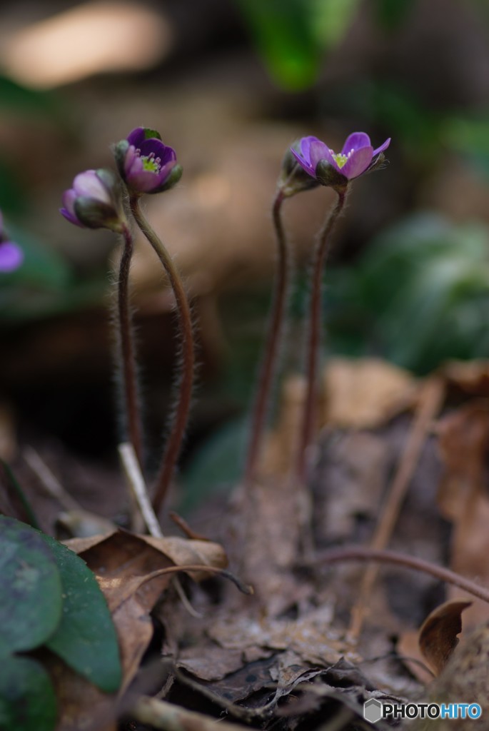 精一杯背伸びして　