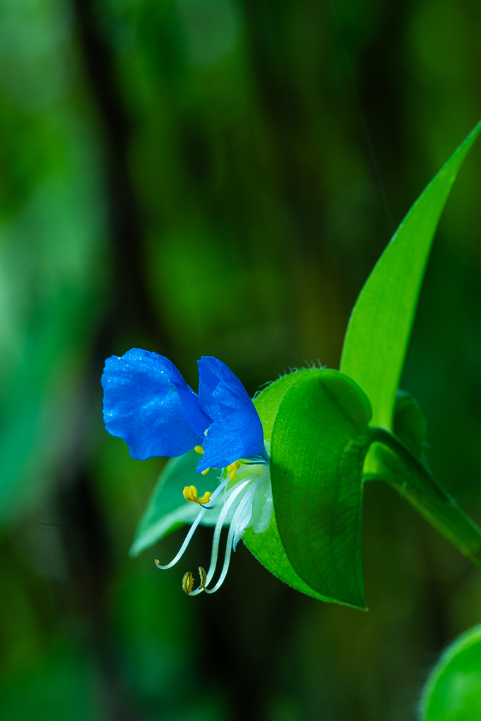 露草