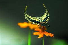 アゲハ蝶