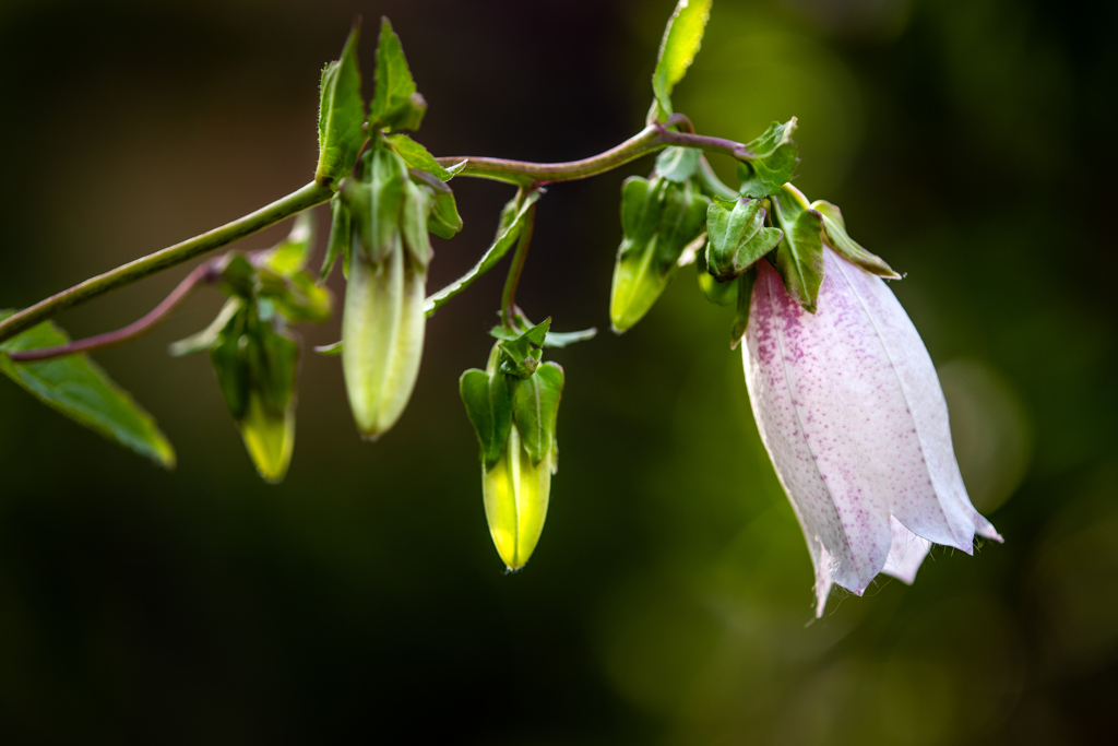 毎年楽しみなホタルブクロ