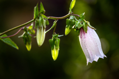 毎年楽しみなホタルブクロ