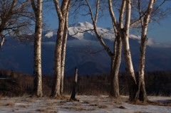 木の間から　乗鞍岳を望む