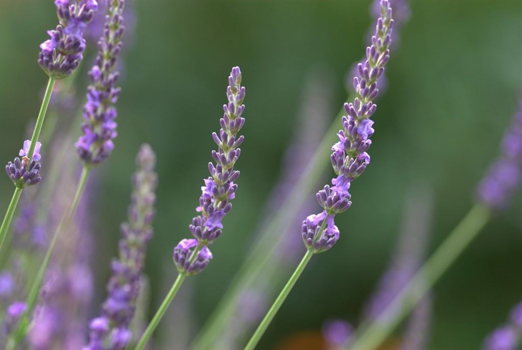 ラベンダー色の　朝