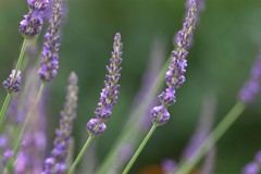 ラベンダー色の　朝