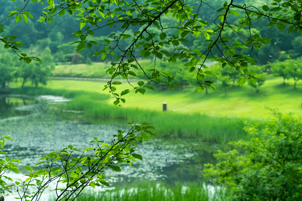 朝の散歩撮影