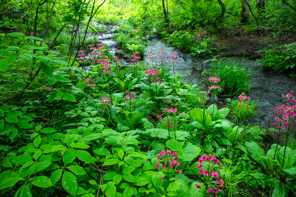 クリンソウ　咲き誇る