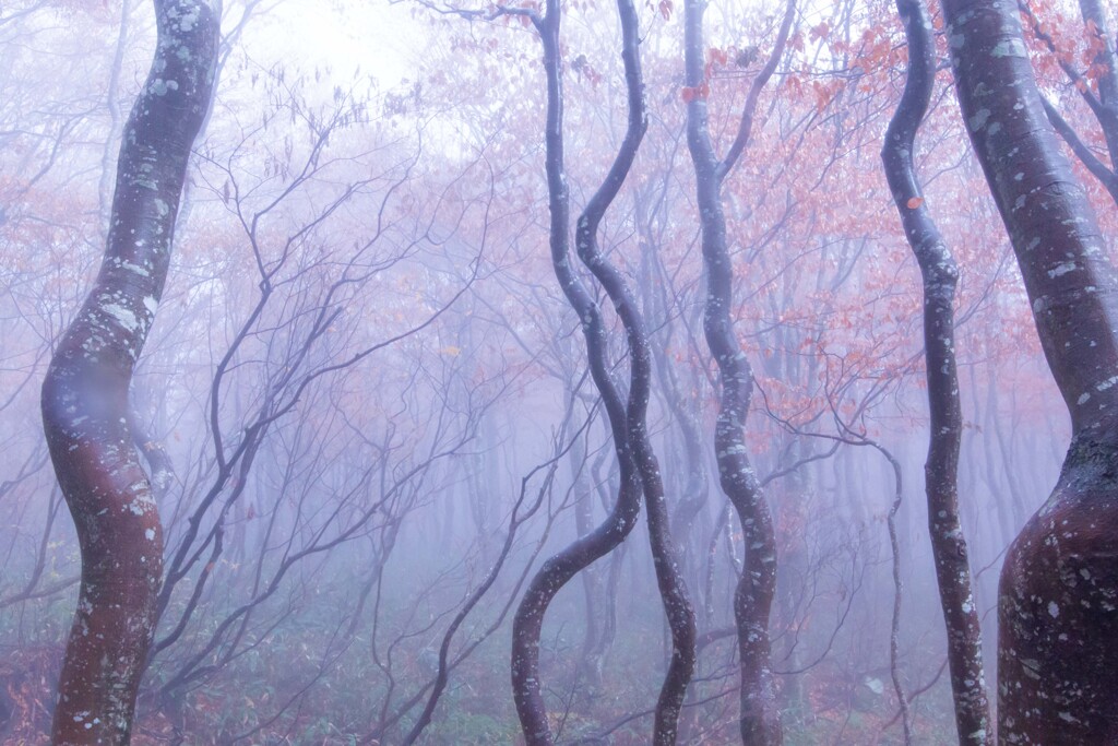 霧の中のブナ林