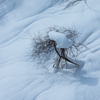 雪に埋もれそう