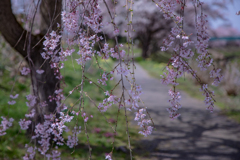 散策路にも春