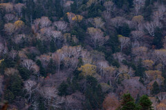 ダケカンバの幹が美しい