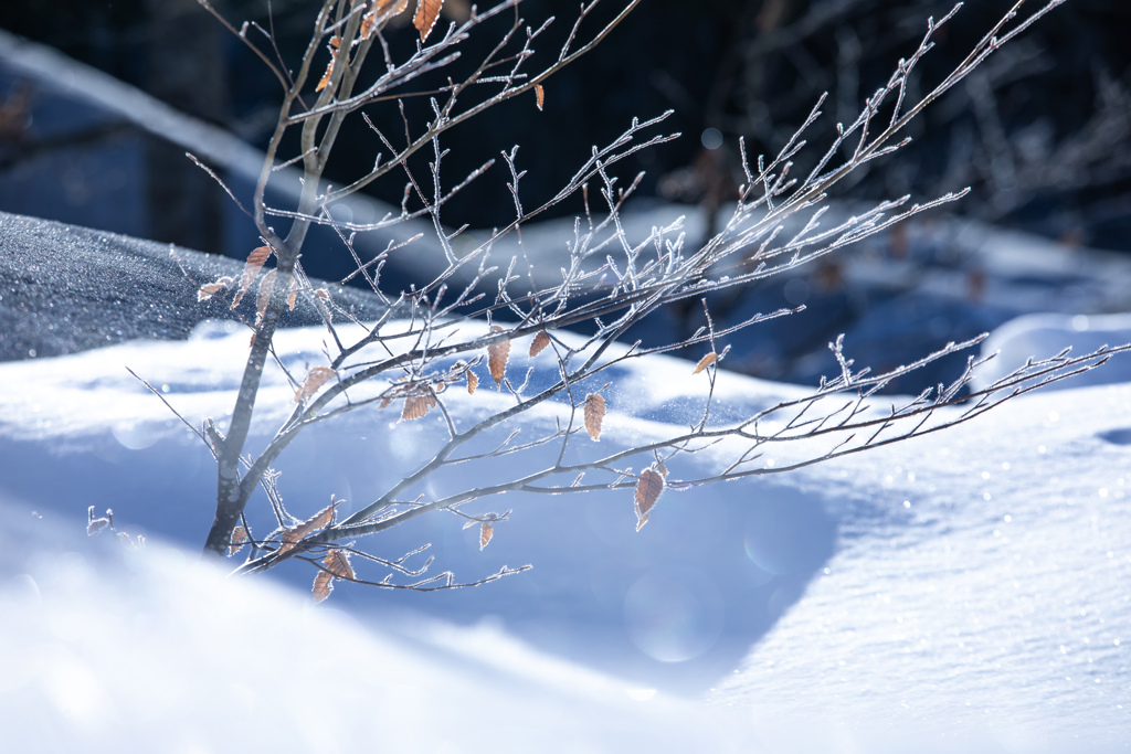 雪の中に立つ