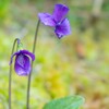 春でもないのに。。。スミレが咲いて居る