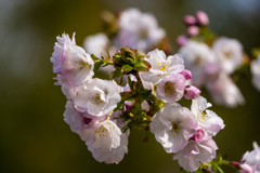 毎年楽しみな桜