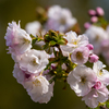 毎年楽しみな桜