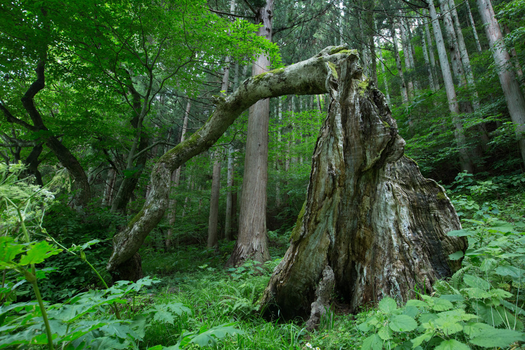 木の持つ生命力