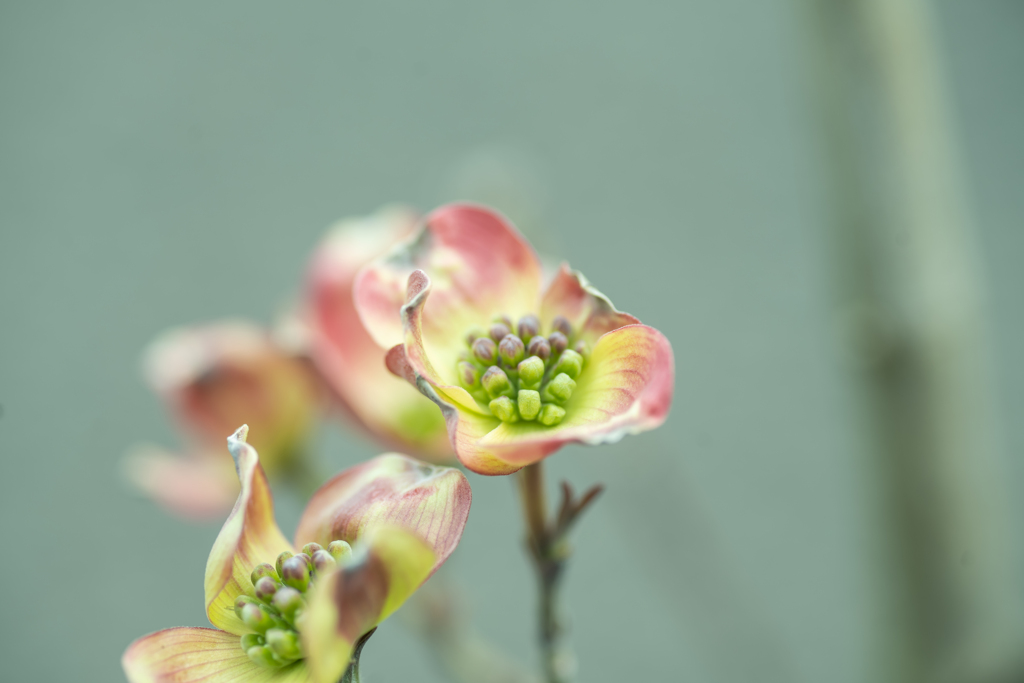 ピンクの花水木