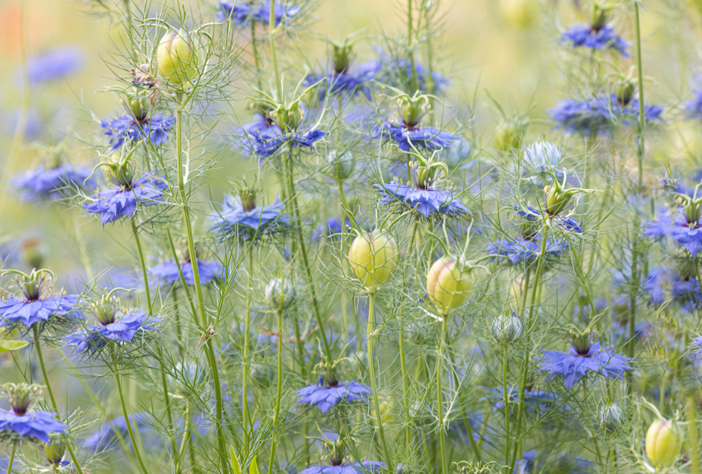 ニゲラの花畑　実も素敵