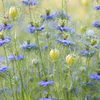 ニゲラの花畑　実も素敵