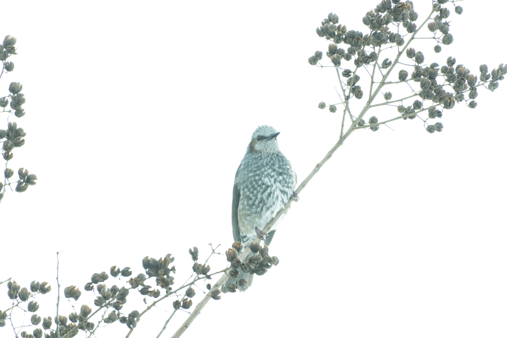 百日紅にヒヨドリ