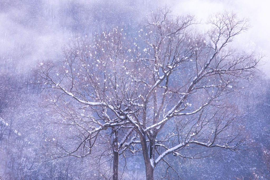 雪の繭玉