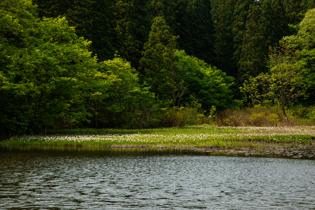 ミツガシワの群生