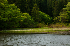 ミツガシワの群生