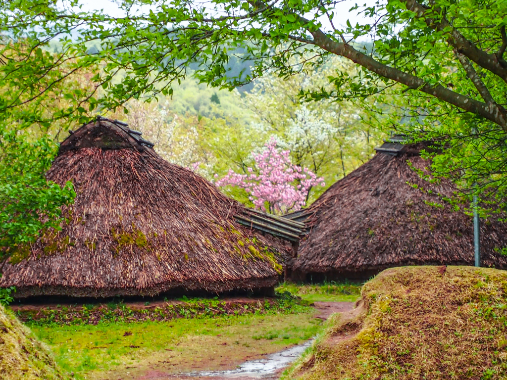 史跡　公園　桜