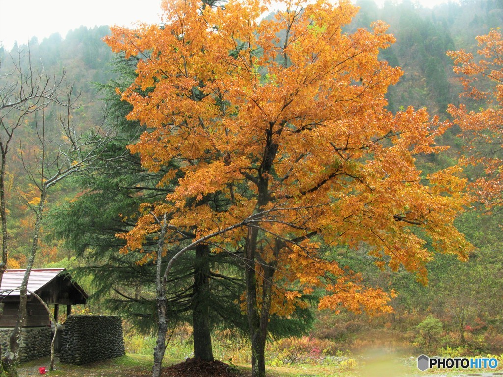 馬場島で見た　黄葉