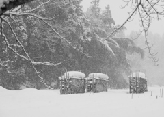 雪がまた降り出しました