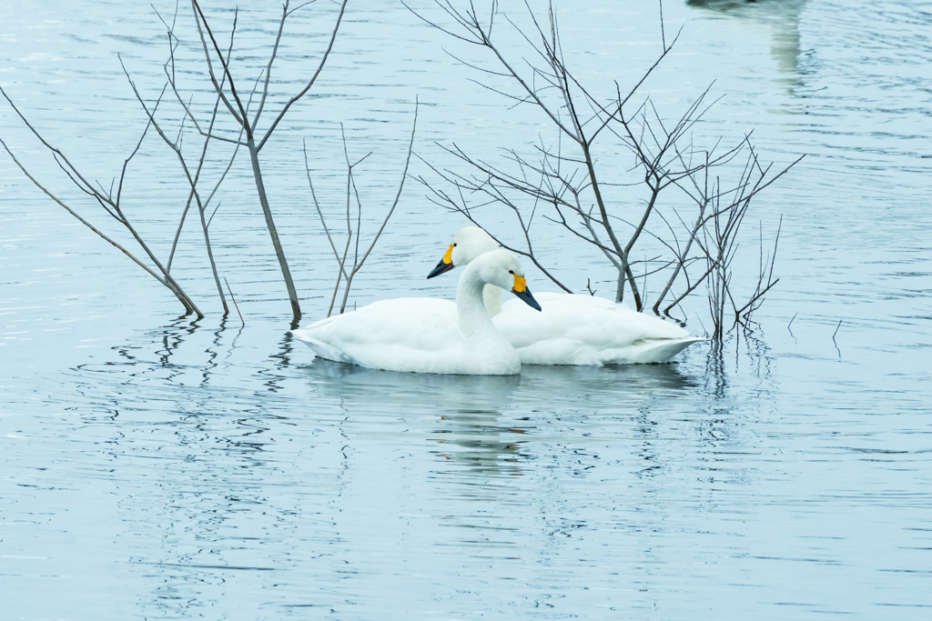 のんびり白鳥さん