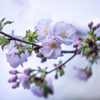 今年も会えた桜