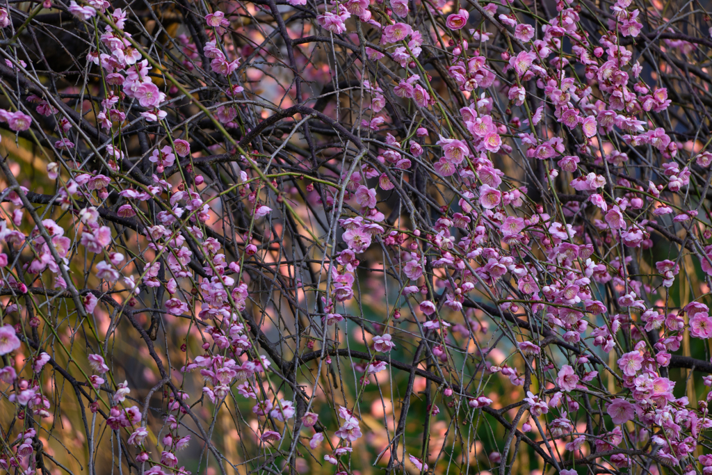 やっと梅の花が　咲きだしました。