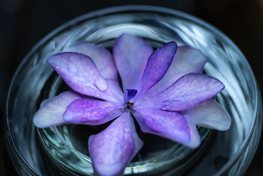 最後の紫陽花