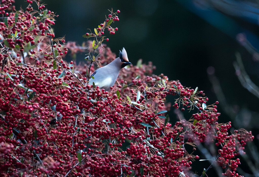 始めて撮れた　鳥