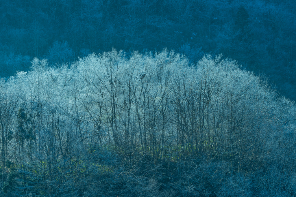 霜を纏った木々が　逆光で輝く