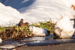 雪だって！