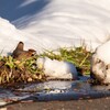 雪だって！