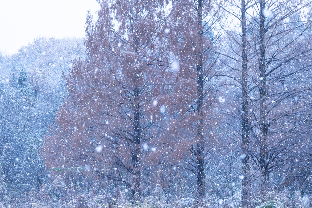 初雪景色