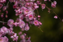 梅の開花喜ぶ