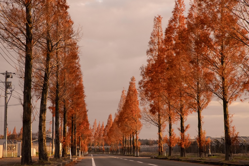 メタセコイア並木