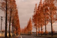 メタセコイア並木